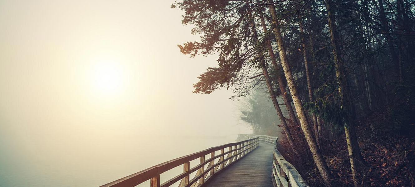 Scenic view of a bridge in forest.